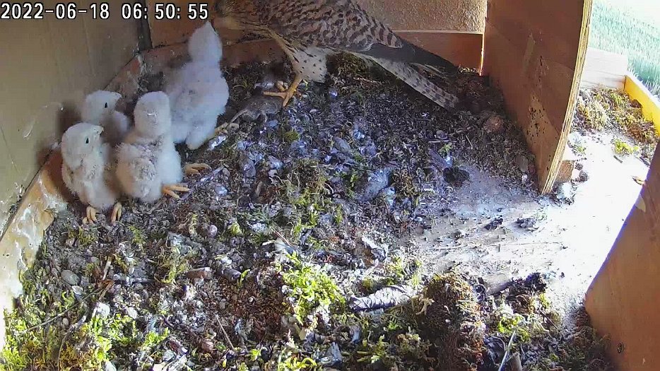 20220618 0649 064930 C100 video - 06h49 the female brings another mouse