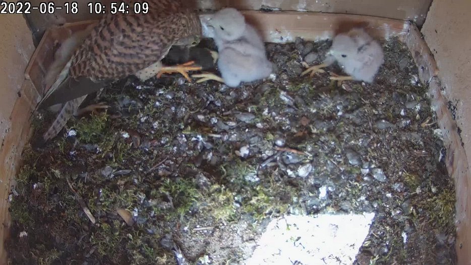 20220618 1053 105351 C200 video - 10h53 the female brings a mouse