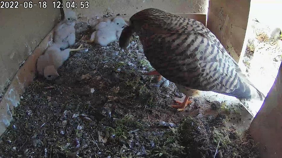 20220618 1204 120446 C100 video - 12h04 the male brings a vole which the female takes