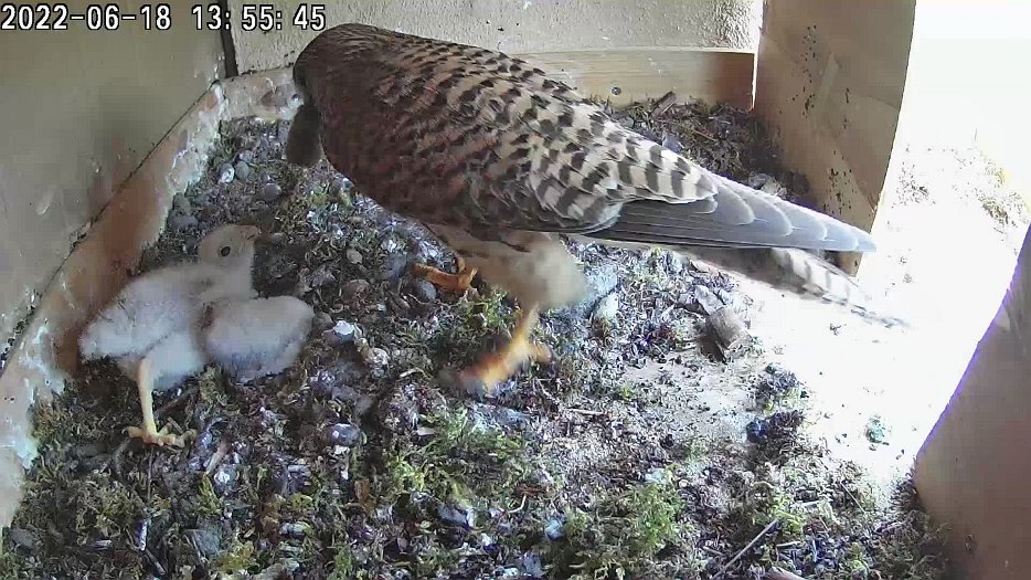 20220618 1355 135543 C100 video - 13h55 the female brings a vole