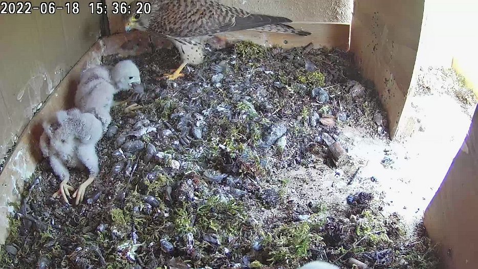 20220618 1535 153557 C100 video - 15h36 the female brings a vole which one chick tries to eat