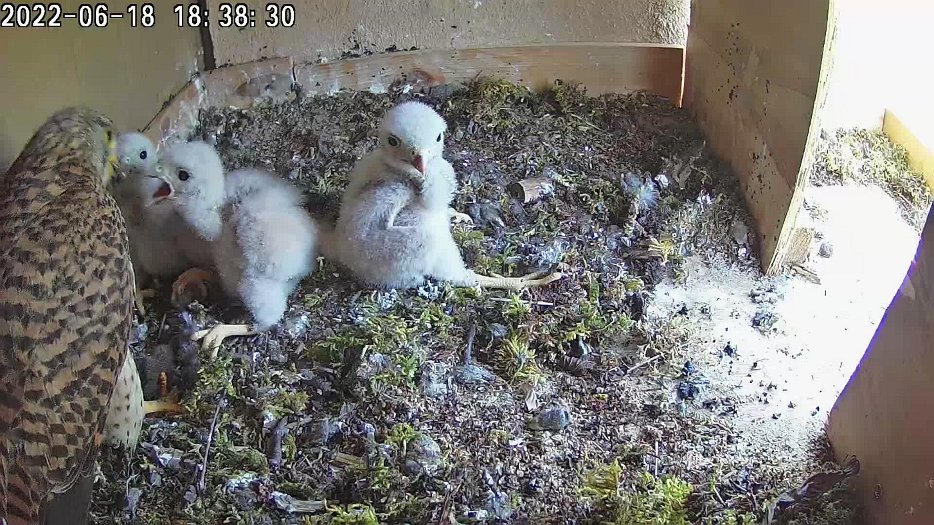 20220618 1836 183653 C100 video - 18h38 the female brings a mouse