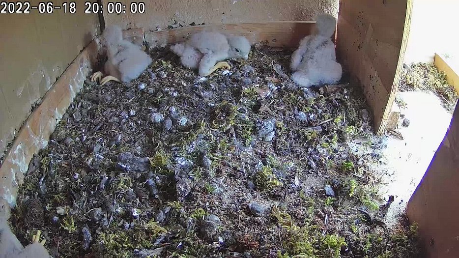 20220618 2000 200000 C100 video - 20h00 chicks moving around and flapping wings