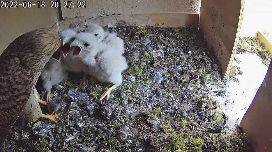 20220618 2026 202632 C100 video - 20h26 the female brings a mouse