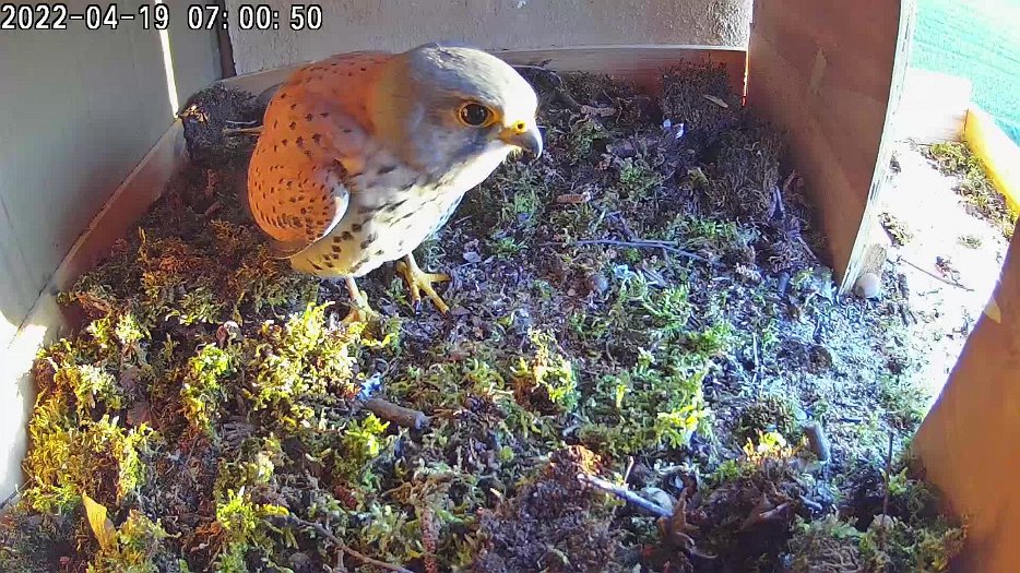 20220419 0700 1650387497360 C100 video - 07h00 male