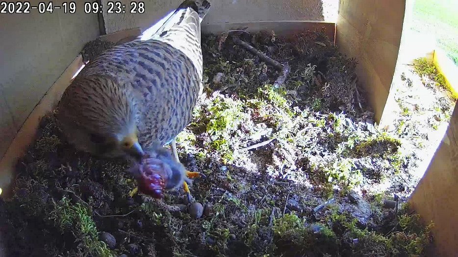 20220419 0923 1650387966154 C100 video - 09h23 female brings vole in