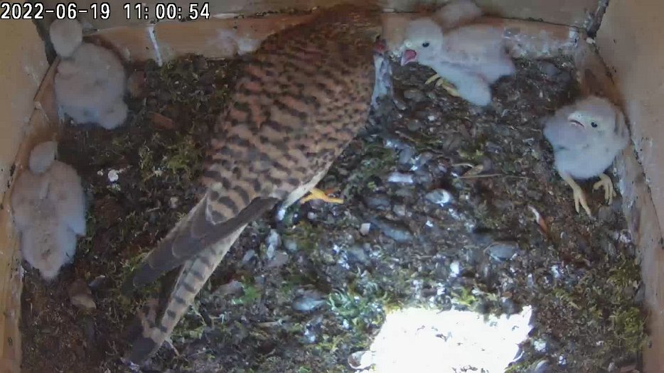 20220619 1100 110052 C200 video - 11h00 the female brings a vole