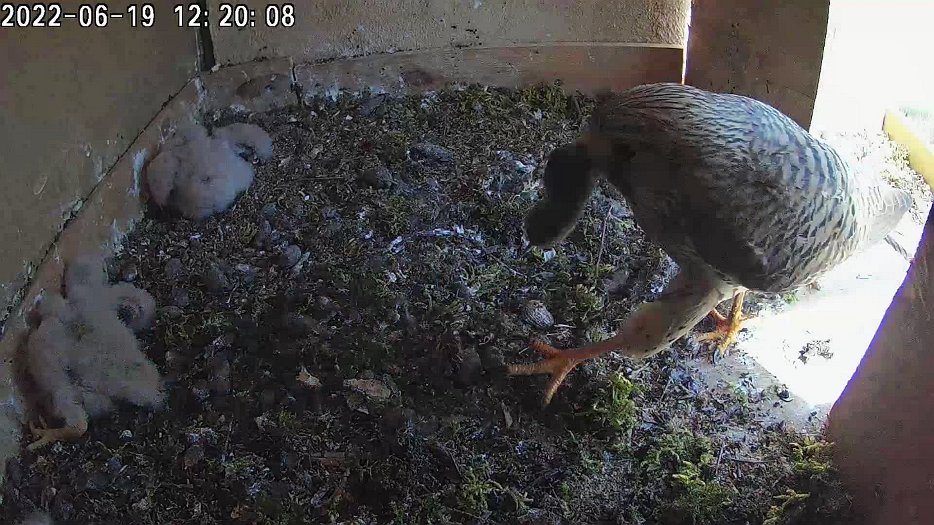 20220619 1220 122005 C100 video - 12h22 the female brings a vole