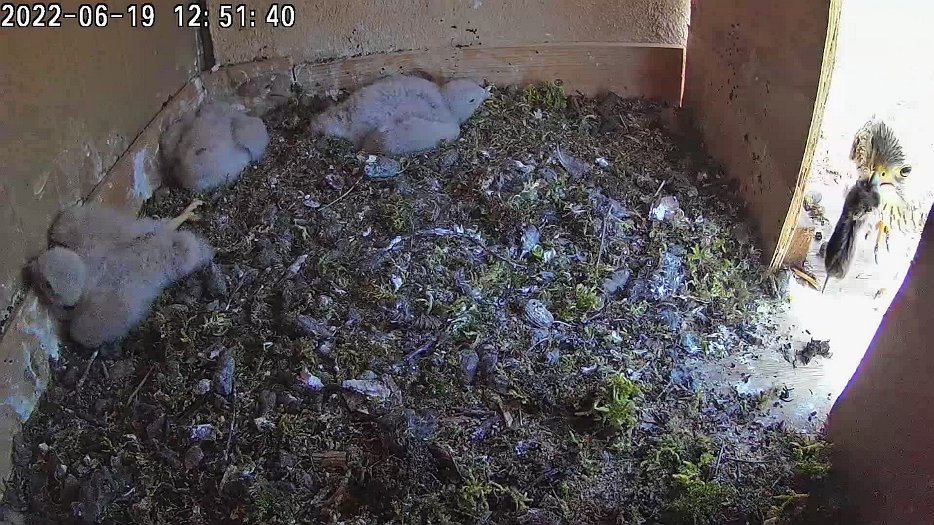 20220619 1251 125138 C100 video - 12h51 the female brings a vole