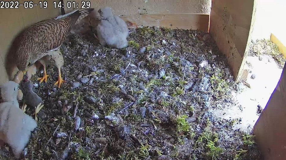 20220619 1401 140121 C100 video - 14h01 the female brings a mouse