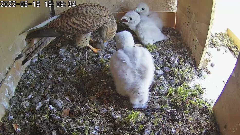 20220619 1909 190920 C100 video - 19h09 the female brings a mouse