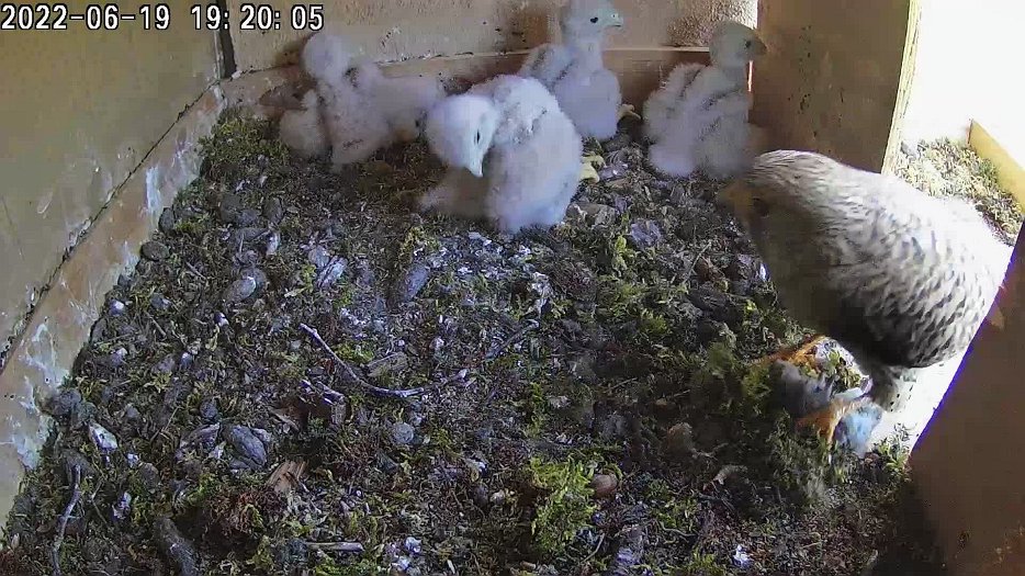 20220619 1920 192003 C100 video - 19h20 the female brings a vole