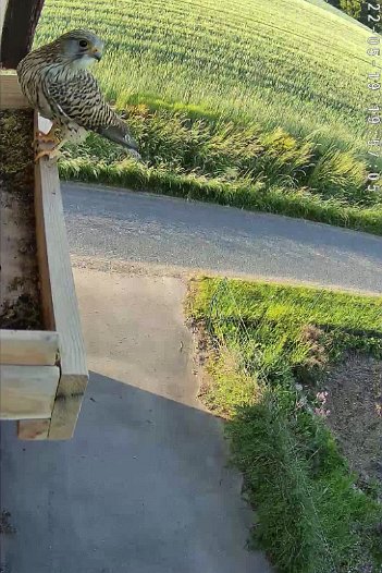 20220519 1956 1652983831242 C310 video - 19h56 female arrives