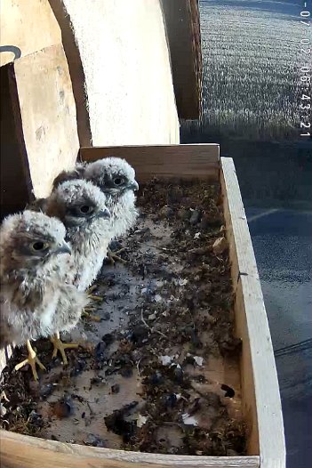 20220702 0702 0950580100 C310 06h43 waiting for food