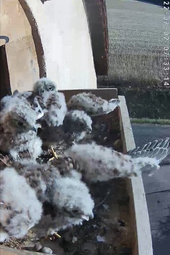 20220702 0733 073310 C310 video - 07h33 the chicks have a flap outside ...