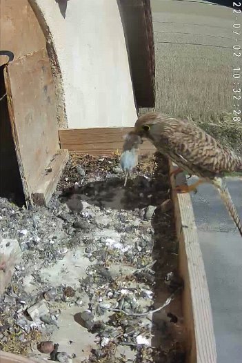 20220702 1032 103224 C310 video - 10h32 the female brings a vole and