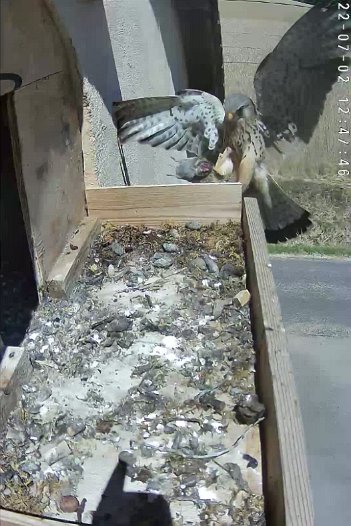 20220702 1247 124741 C310 video - 12h47 the male brings a vole