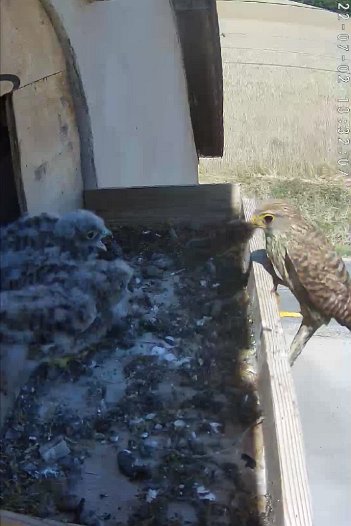 20220702 1332 133205 C310 video - 13h32 the female brings a mouse and