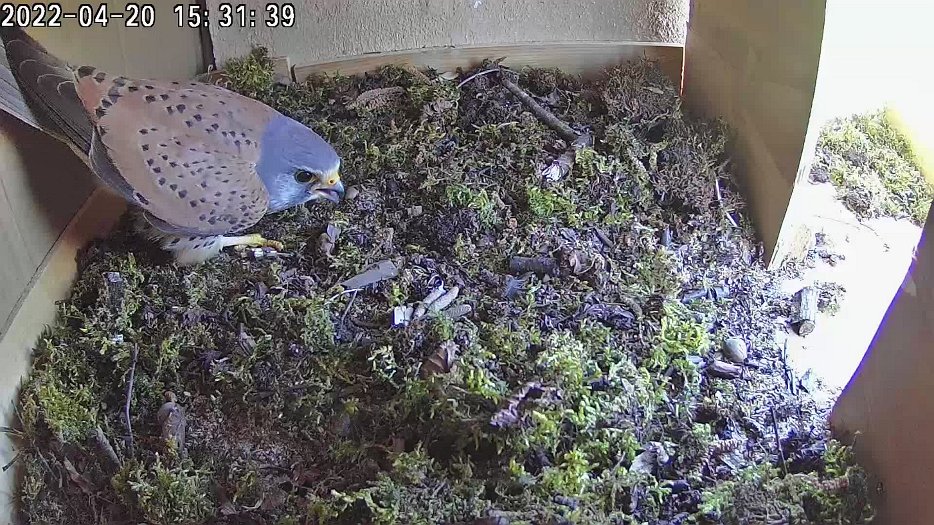 20220420 1531 1650472323136 C100 video - 15h31 male with vole which female takes