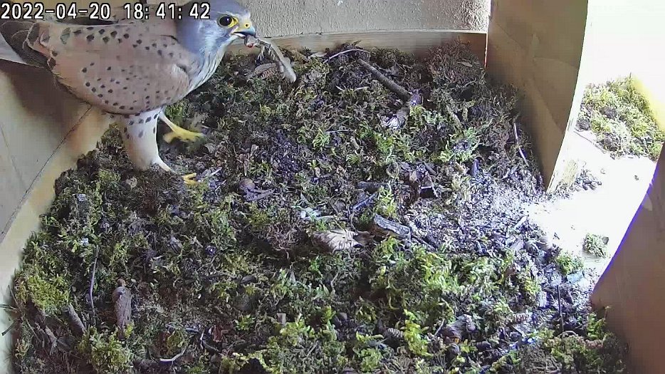 20220420 1841 1650477129461 C100 video - 18h41 male with lizard which female takes