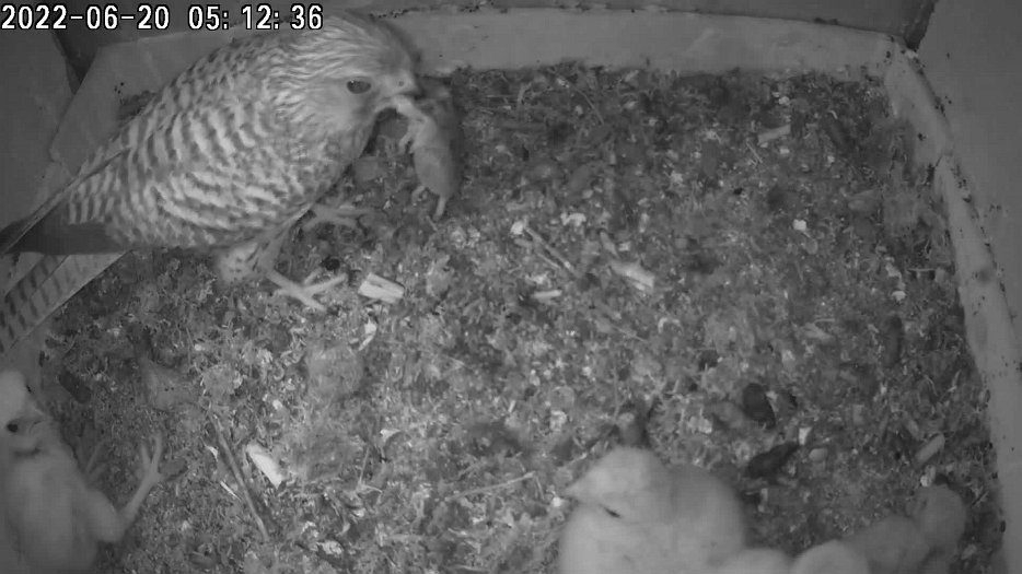 20220620 0512 051230 C200 video - 05h12 for the first time the female did not stay in the nest overnight. The female brings a vole