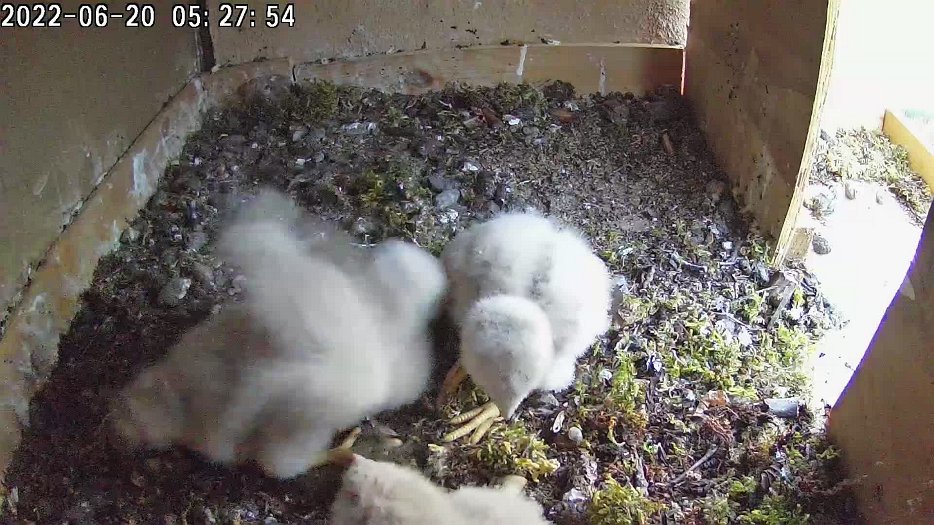 20220620 0527 052730 C100 video - 05h27 early morning wing flapping