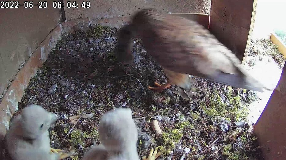 20220620 0604 060445 C100 video - 06h04 the female brings a mouse and feeds the chicks and ...