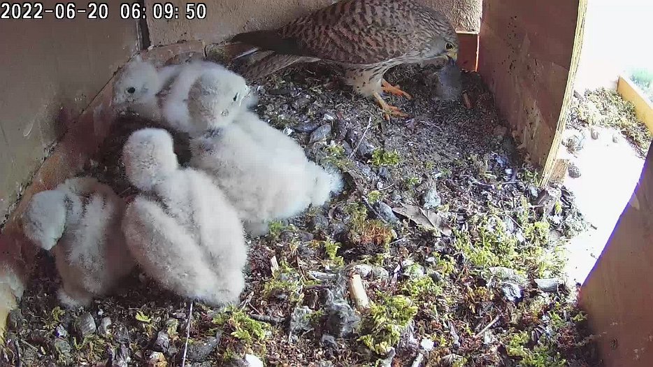 20220620 0609 060938 C100 video - 06h09 then the female retrieves the vole in the corner