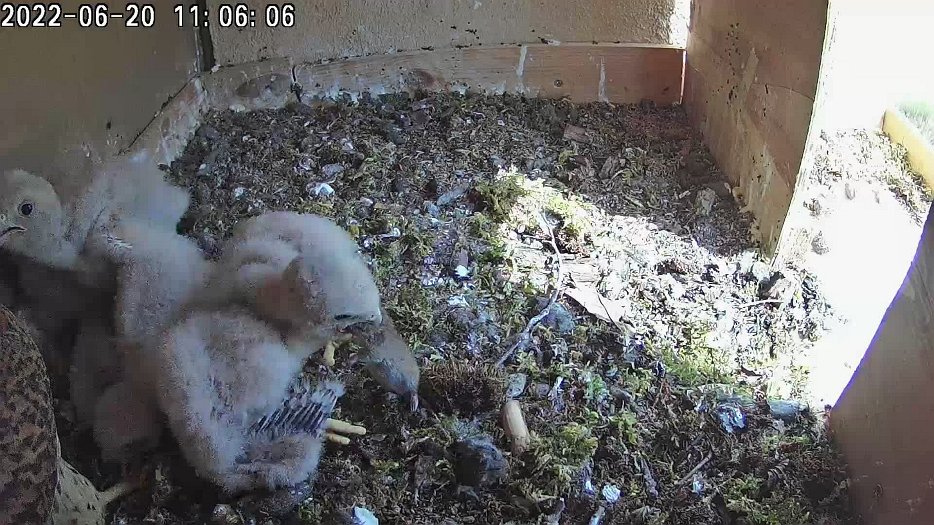 20220620 1105 110518 C100 video - 11h05 the female bring a a vole and one chick grabs it and eats it all