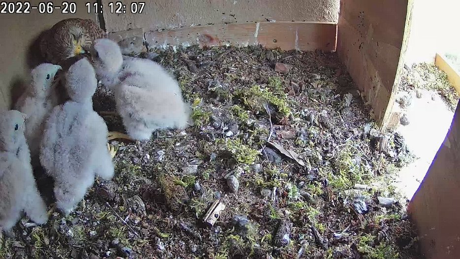 20220620 1111 111151 C100 video - 11h11 the female brings a vole and shares it