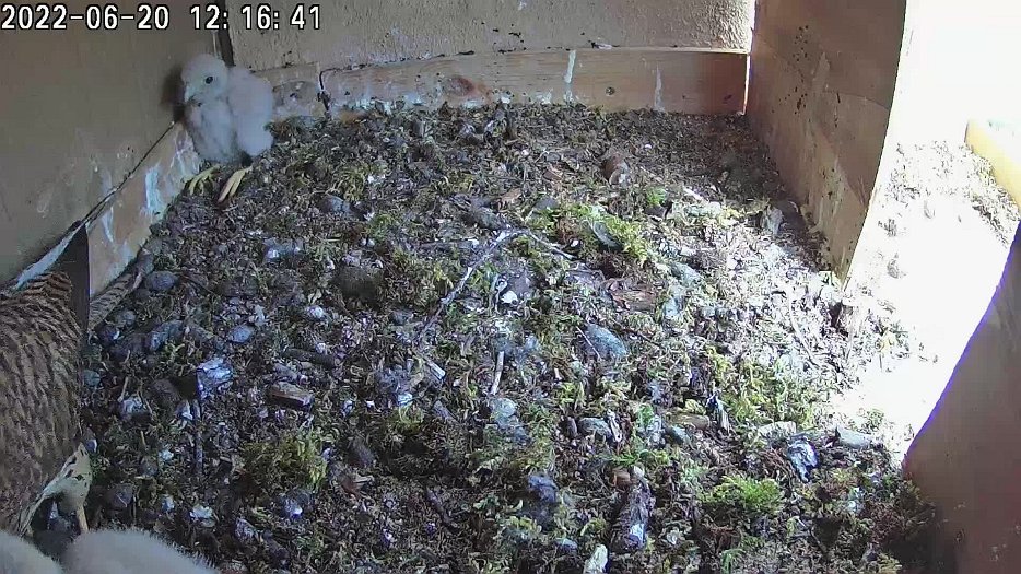 20220620 1216 121629 C100 video - 12h16 female brings mouse