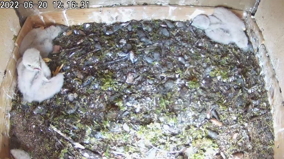 20220620 1216 121630 C200 video - 12h16 female brings mouse