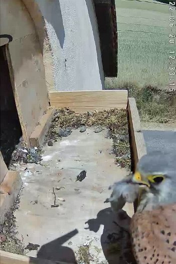 20220620 1233 123310 C310 video - 12h33 male arrives outside with vole but departs