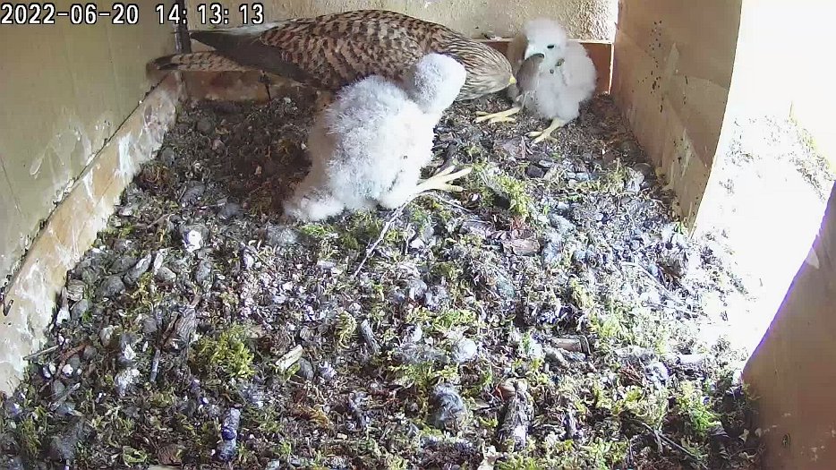 20220620 1412 141258 C100 video - 14h13 the female brings another vole which the same chick swallows whole