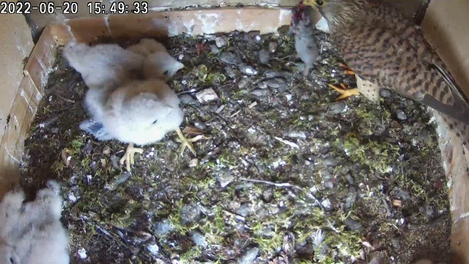 20220620 1549 154929 C200 video 15h49 the female brings a vole