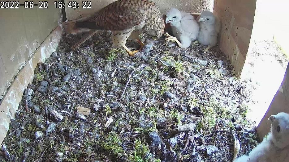 20220620 1643 164310 C100 video - 16h43 the female brings a vole