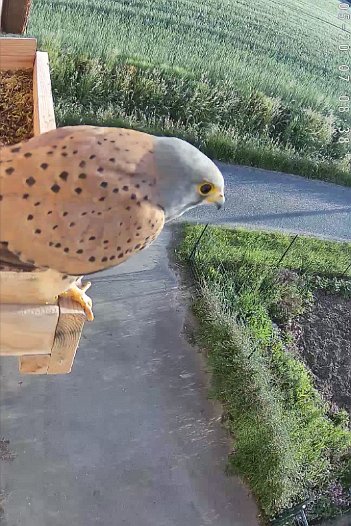 20220520 0708 1653031229684 C310 video - 07h08 male outside