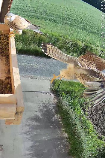 20220520 0814 1653031095872 C310 video - 08h14 male brings vole which female grabs and flies off