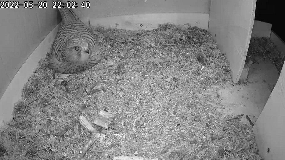 20220520 2022 220238 C100 video - 22h02 female investigates thunderstorm