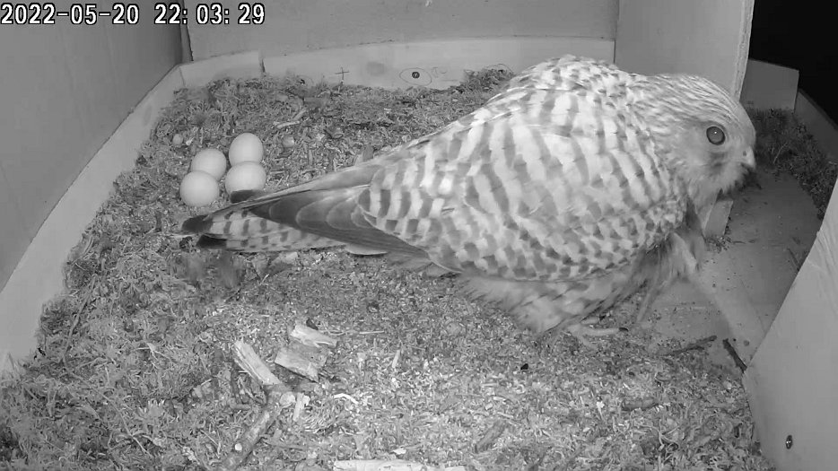 20220520 2203 1354019045 C100 The camera has been knocked off the fitting by a flapping wing testing cameras for 2023 a male returned end Jan 2023