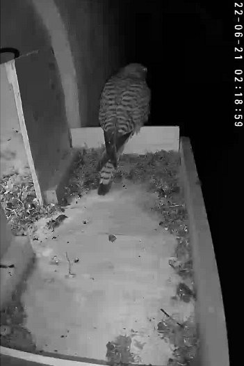 20220621 0218 021845 C310 video - 02h18 the female arrives outside and stays for twenty minutes