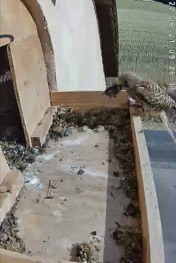 20220621 0926 092614 C310 video - 09h26 the female lands with a vole