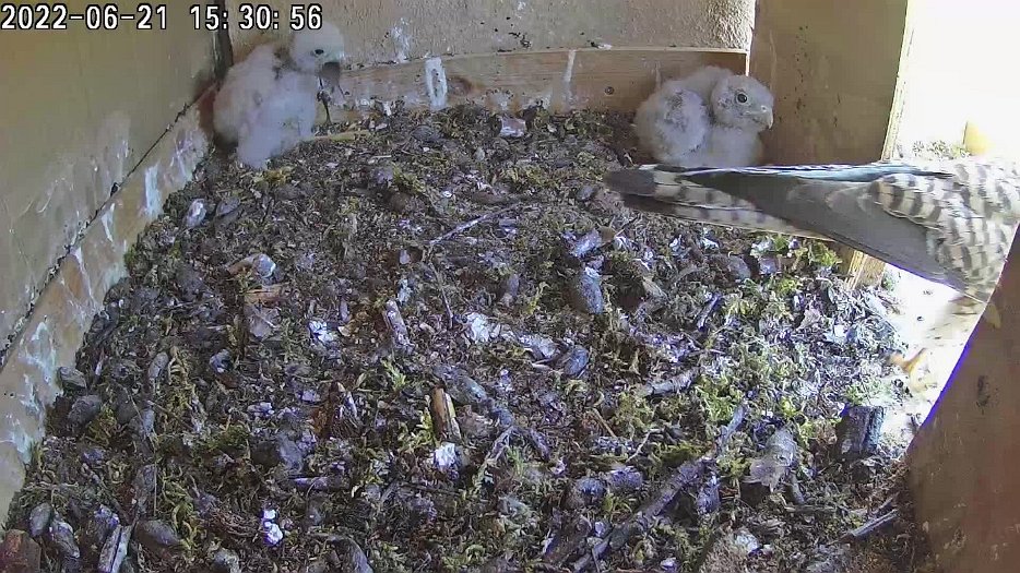 20220621 1530 153033 C100 video - 15h30 the female brings a vole which one chick swallows