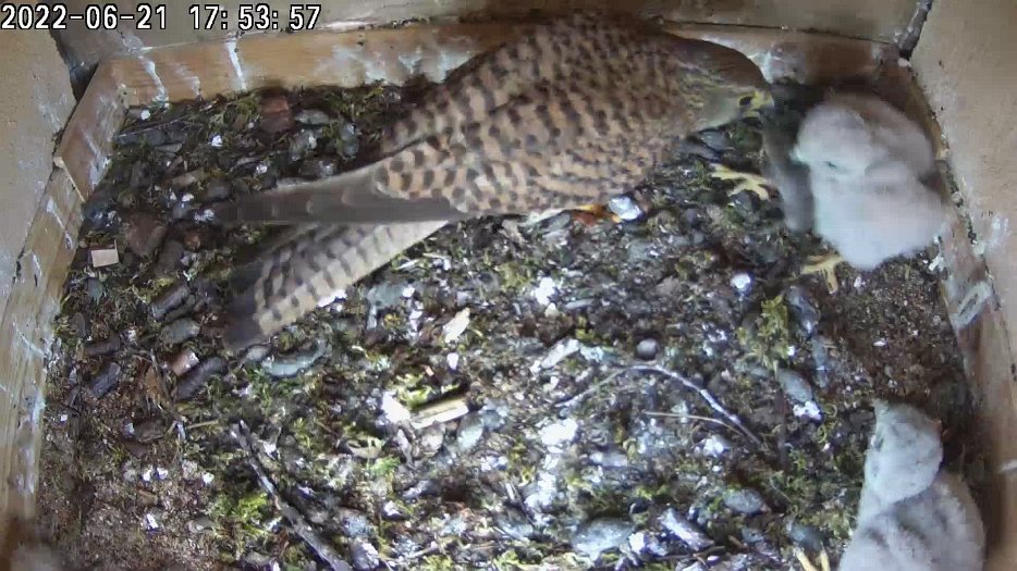 20220621 1753 175355 C200 video 17h53 the female brings a vole for all