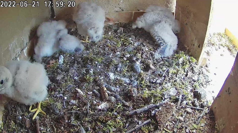 20220621 1758 175830 C100 video - 17h59 the chicks practice flapping wings