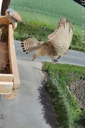 20220521 1006 1653143492017 C310 video - 10h05 male brings vole which female takes