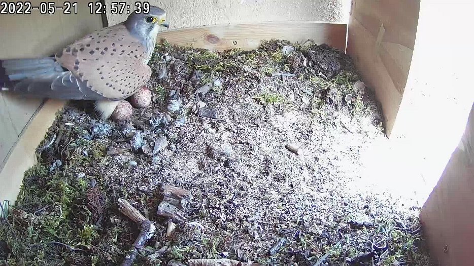 20220521 1257 125709 C100 video - 12h57 female hears male outside and departs. Male enters nest, checks eggs and departs