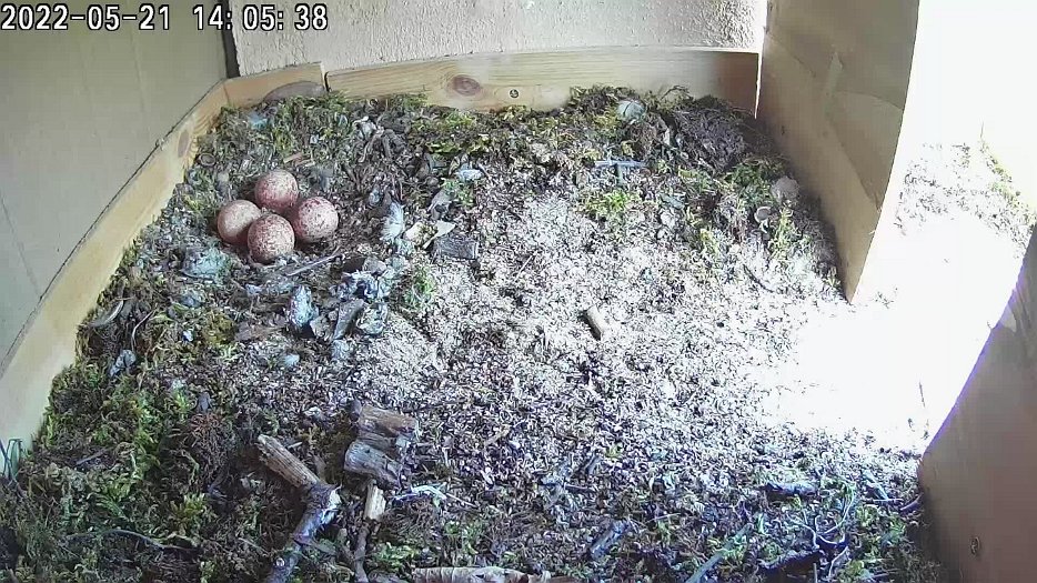 20220521 1405 140539 C100 video - 14h05 female arrives at nest and makes a lot of noise