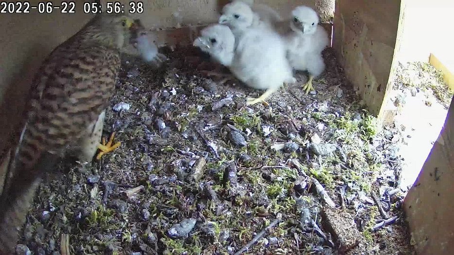 20220622 0556 055633 C100 video - 05h56 the female brings a vole which one chick takes and eats
