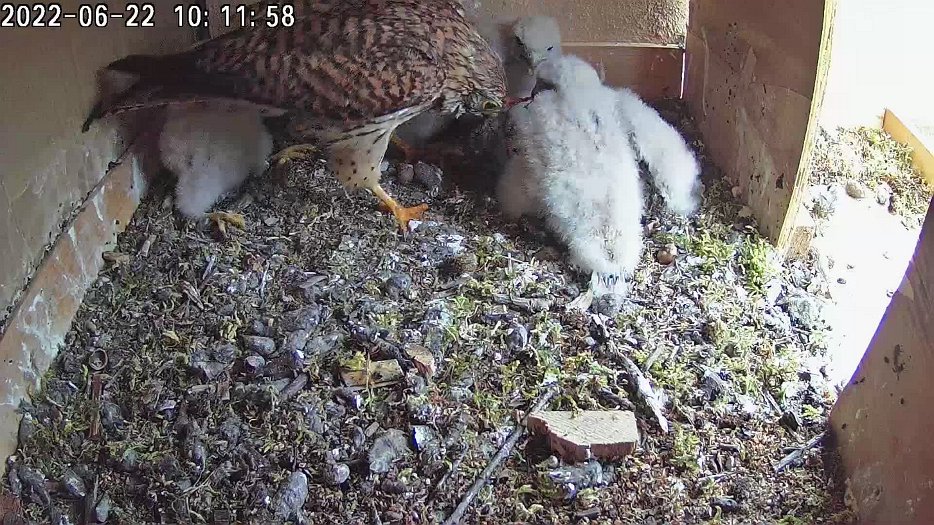 20220622 1011 101109 C100 video - 10h11 the female brings a mouse and tries to share it out